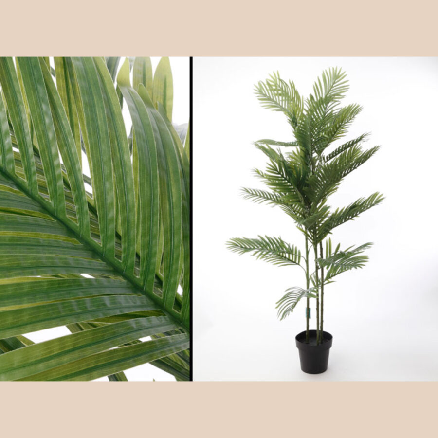 עץ דקל - 170 ס"מ