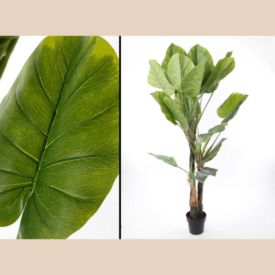 עץ קאלה- 180 ס"מ