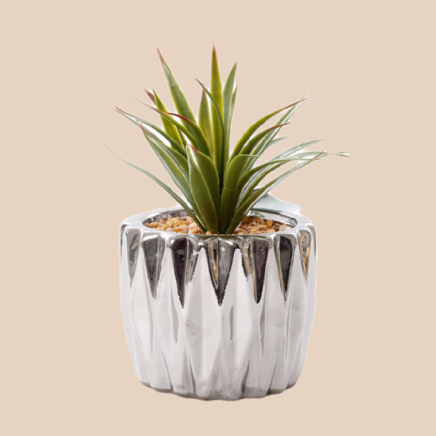 עציץ אלוורה בכלי קרמיקה כסף