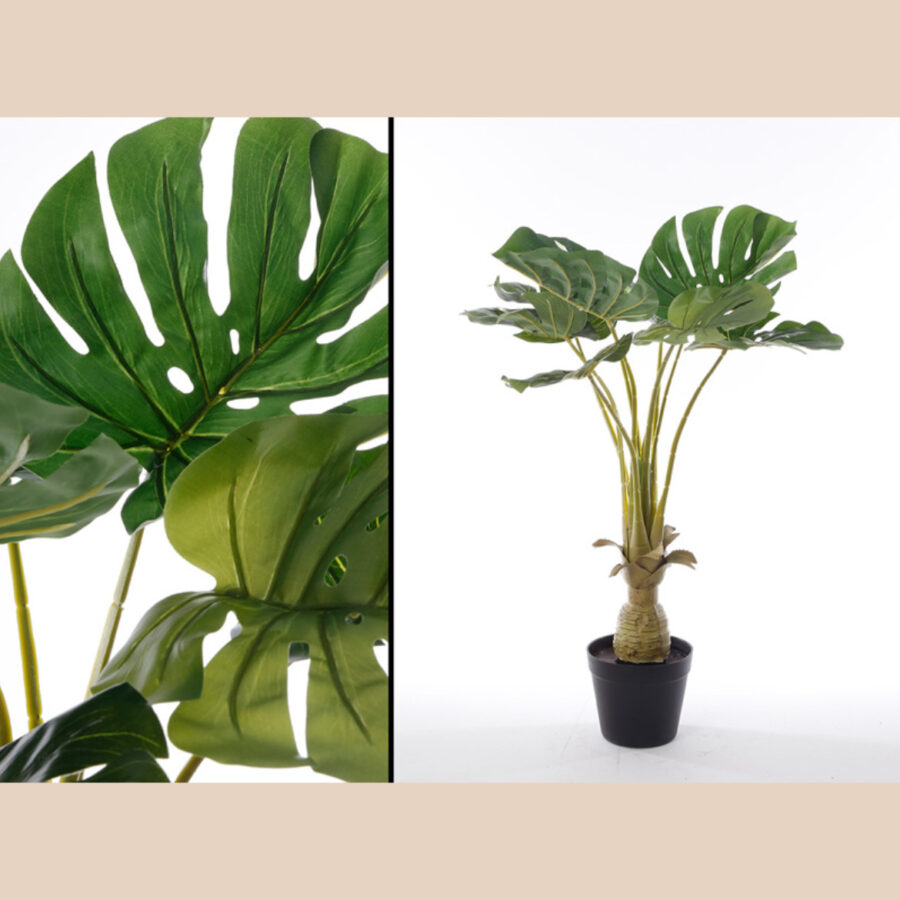 עץ קאלה- 80 ס"מ