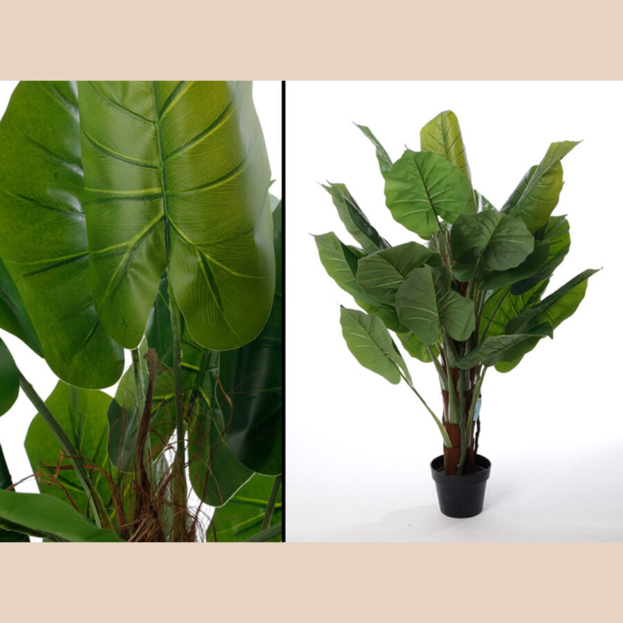 עץ עלי פיל - 110 ס"מ