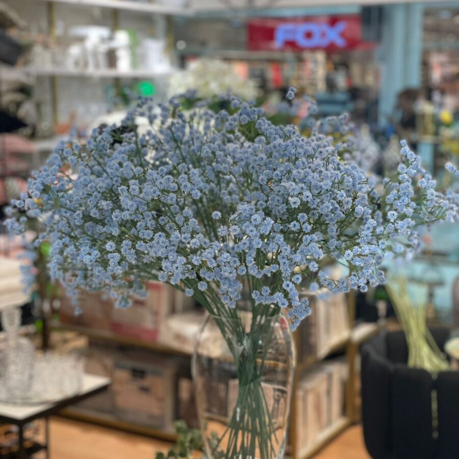 גיבסנית  - תכלת